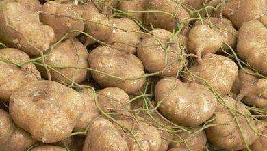 附子瓜怎么吃减肥,天然食材助你轻松瘦身